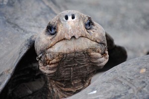 Galapagos Islands – Tropical Travel Girl