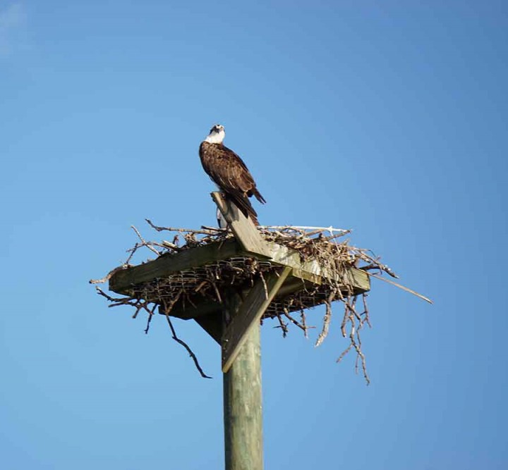 Bird-lovers flock to Sanibel’s J.N. “Ding” Darling National Wildlife ...