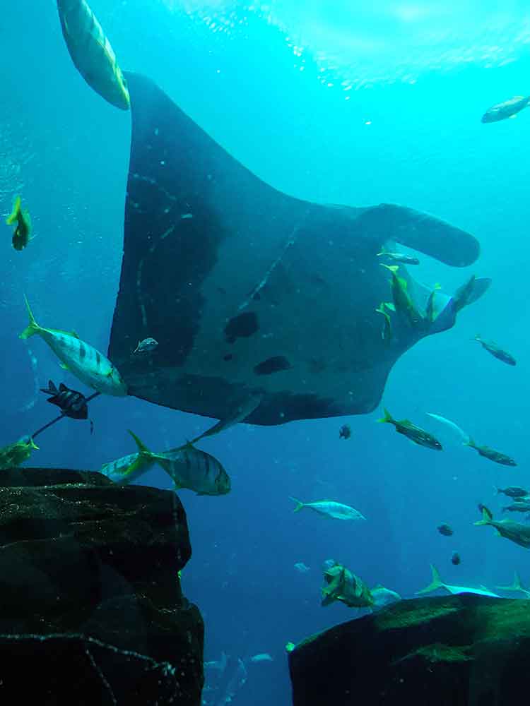 Ga Mantarayvertweb – Tropical Travel Girl